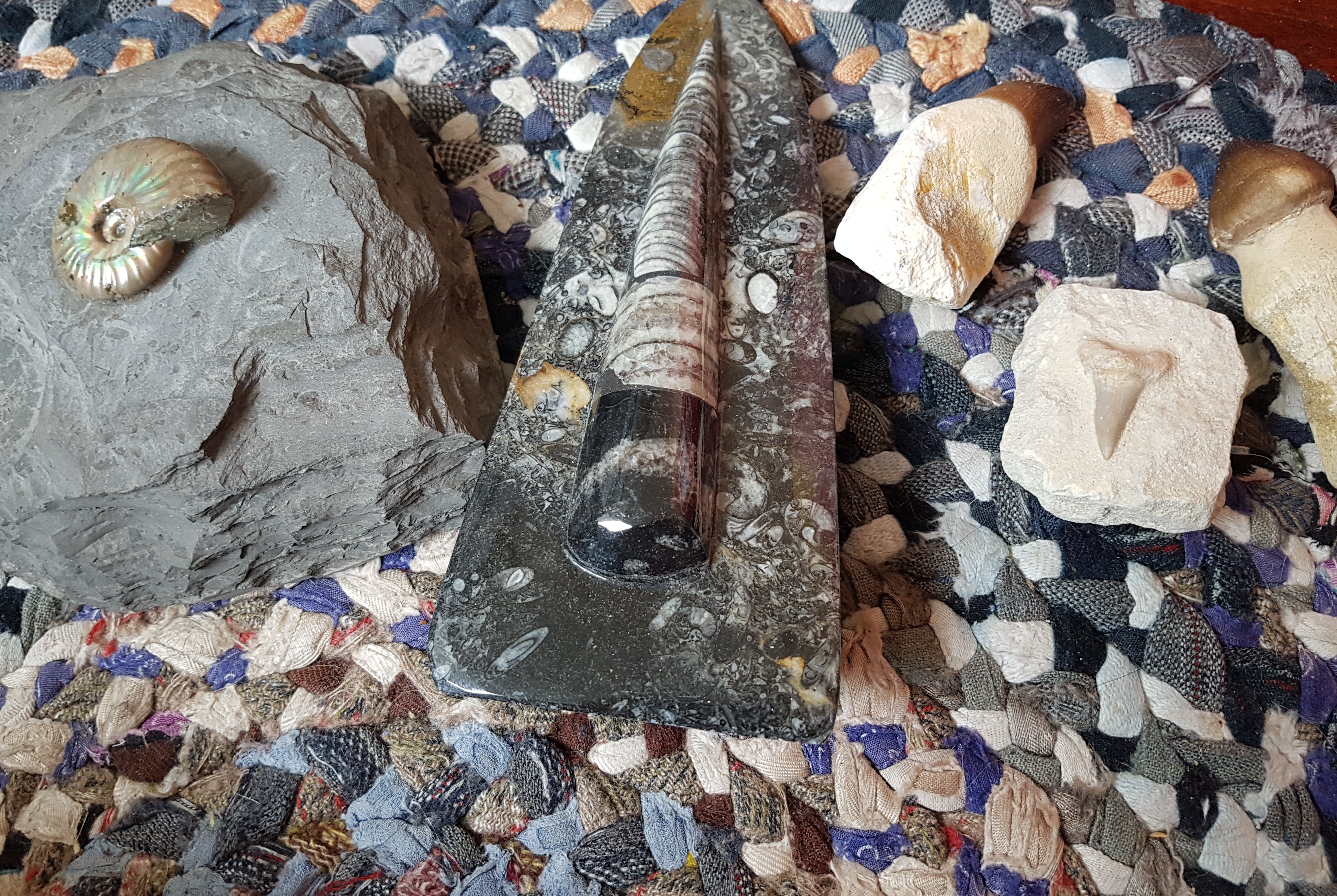 Fossils from the World